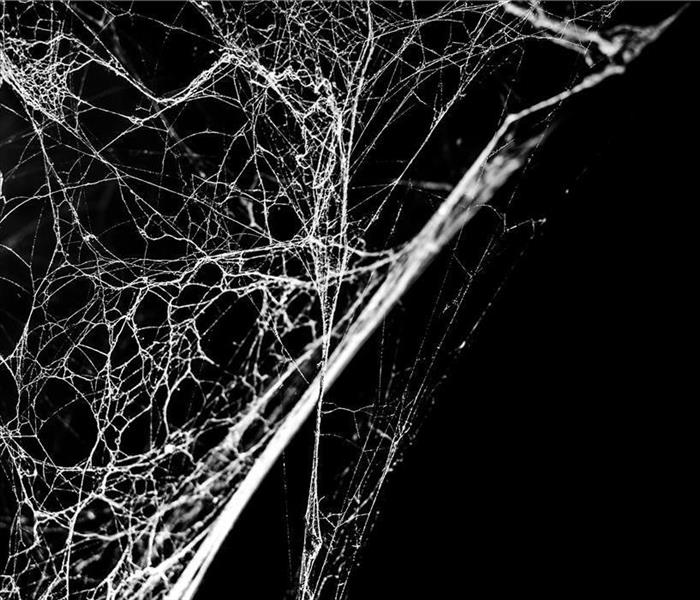 Close up shot of soot webs.